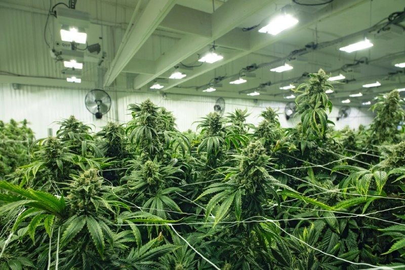 Get Rid of Weed Smell Around Your Greenhouse Get Rid of Weed Smell Around Your Greenhouse